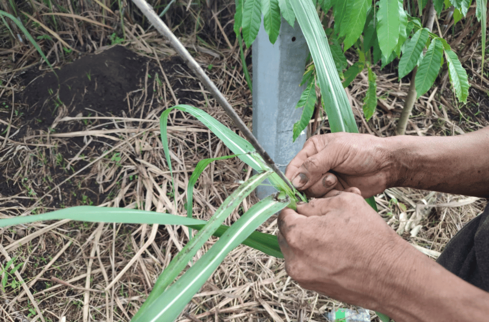 Photo via GMA Regional TV Balitang Bicolandia