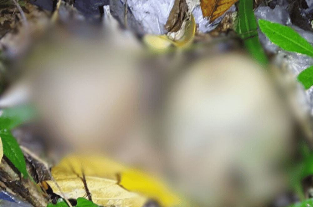 Photo Courtesy: Charlemagne Veligani