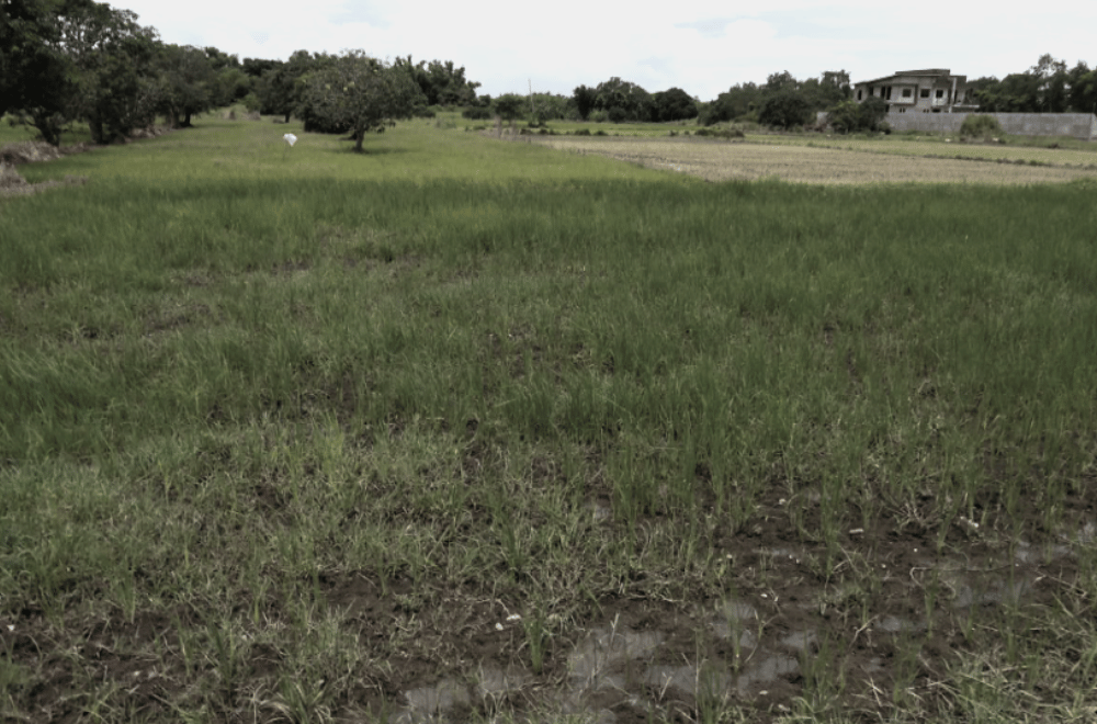 Photo via GMA Regional TV One North Central Luzon