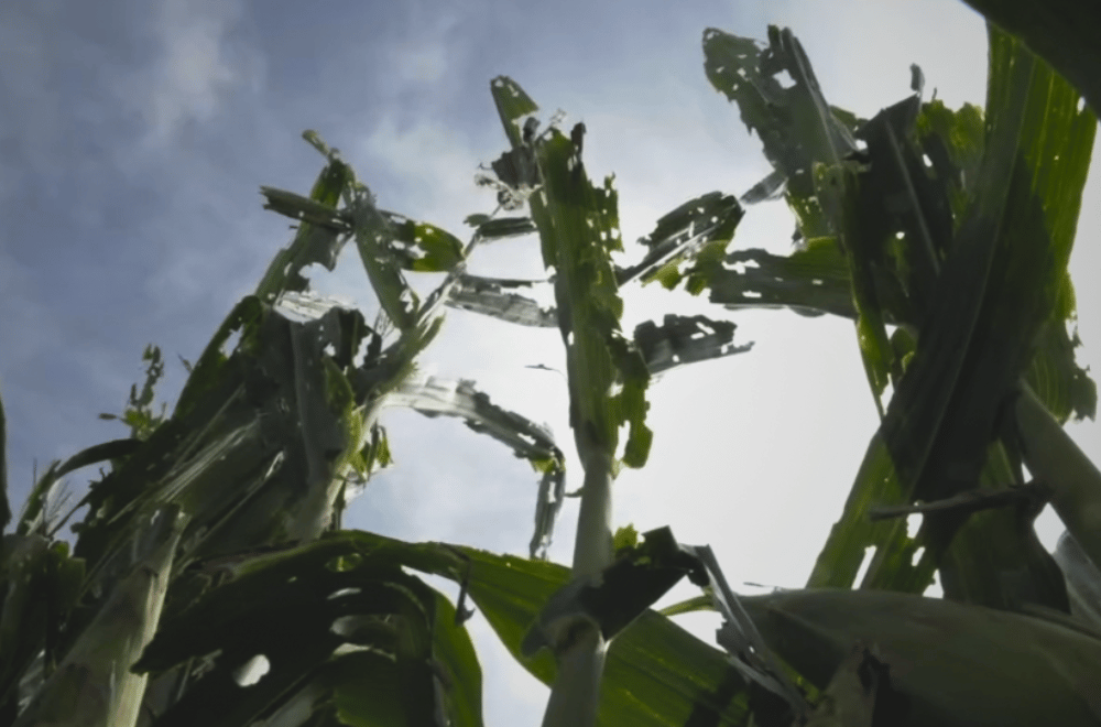 Photo via GMA Regional TV One North Central Luzon