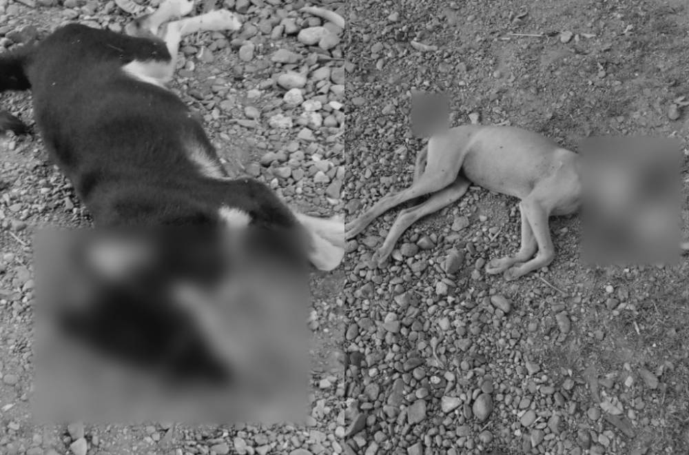 Photo Courtesy: Rechelle Ellamil