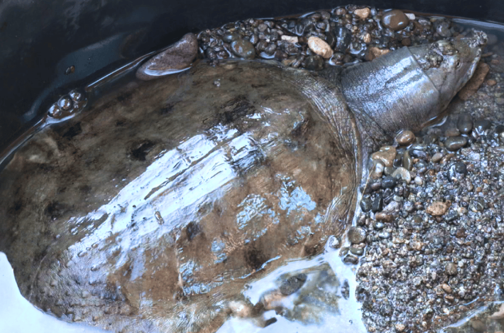 Photo via GMA Regional TV One North Central Luzon