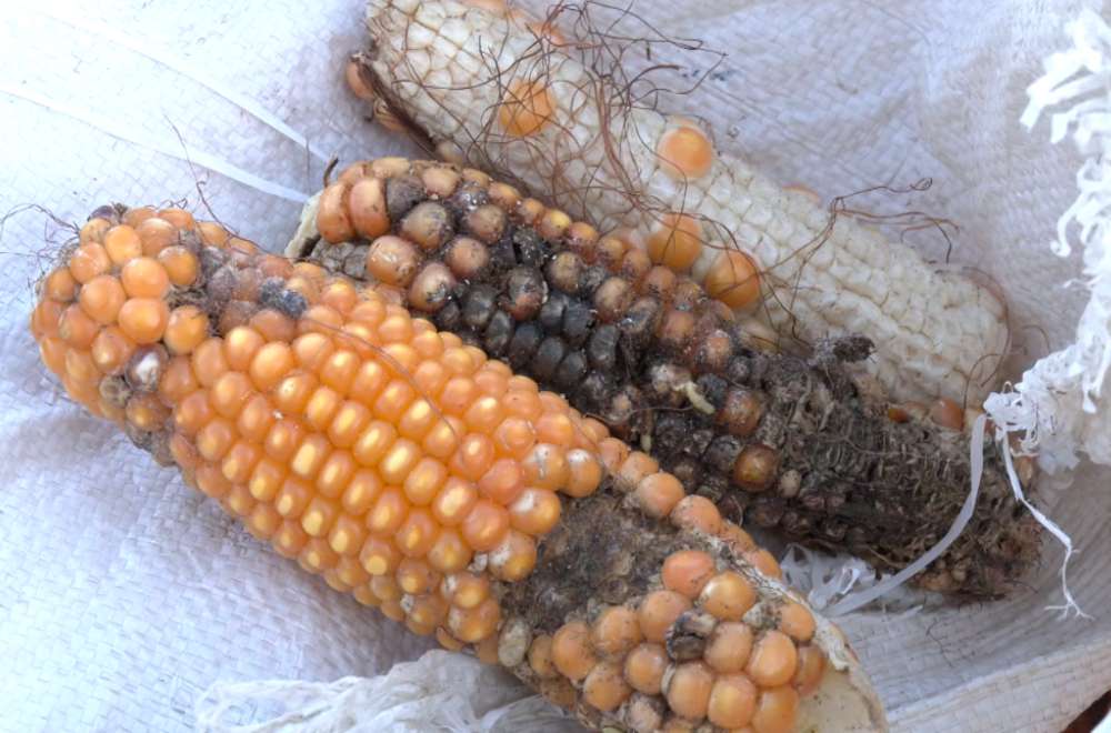 Photo via One North Central Luzon