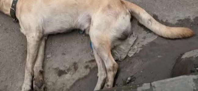 Image courtesy: Sergnt Batang Alaska