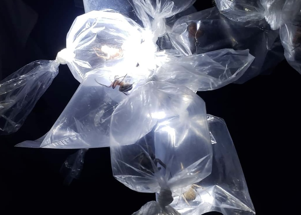 Image courtesy: Councilman Wilmar Cambarijan