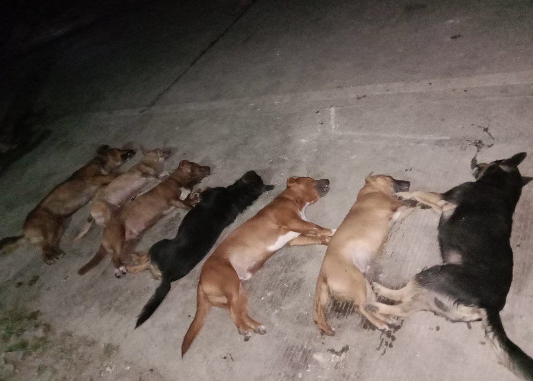 Image courtesy: Bernadette Balucan