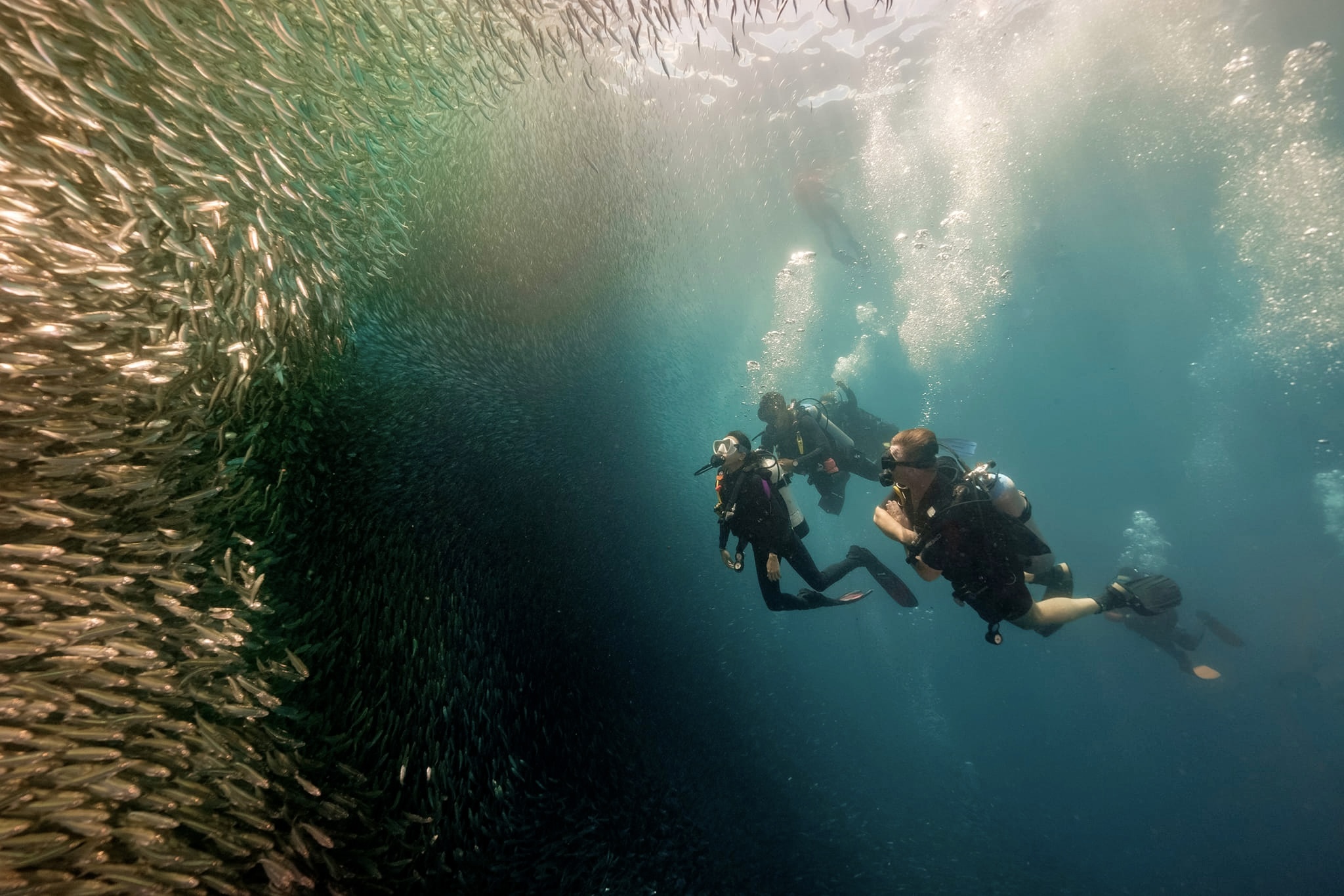 Image courtesy: Dive7 DOT Central Visayas