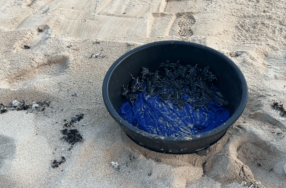 Photo via Balitang Bicolandia