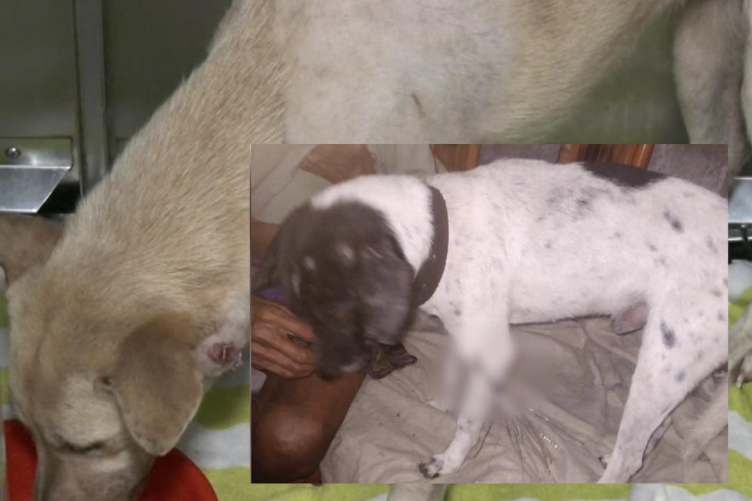 Photos courtesy: Bach Project PH & Rhegen Bernales (inset)