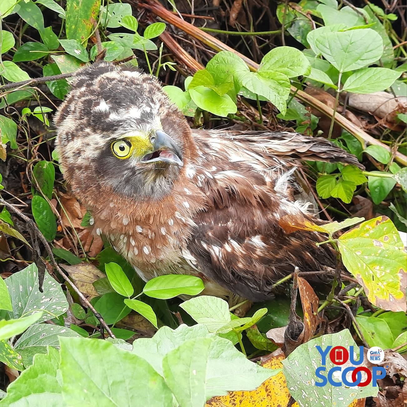 Image via GMA Integrated News