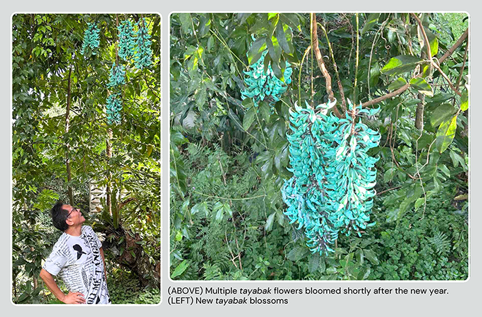 Photos by Alon Severino and Howie Severino