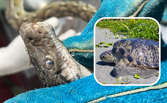 Photo courtesy: PENRO-Cotabato and CENRO-Kiamba