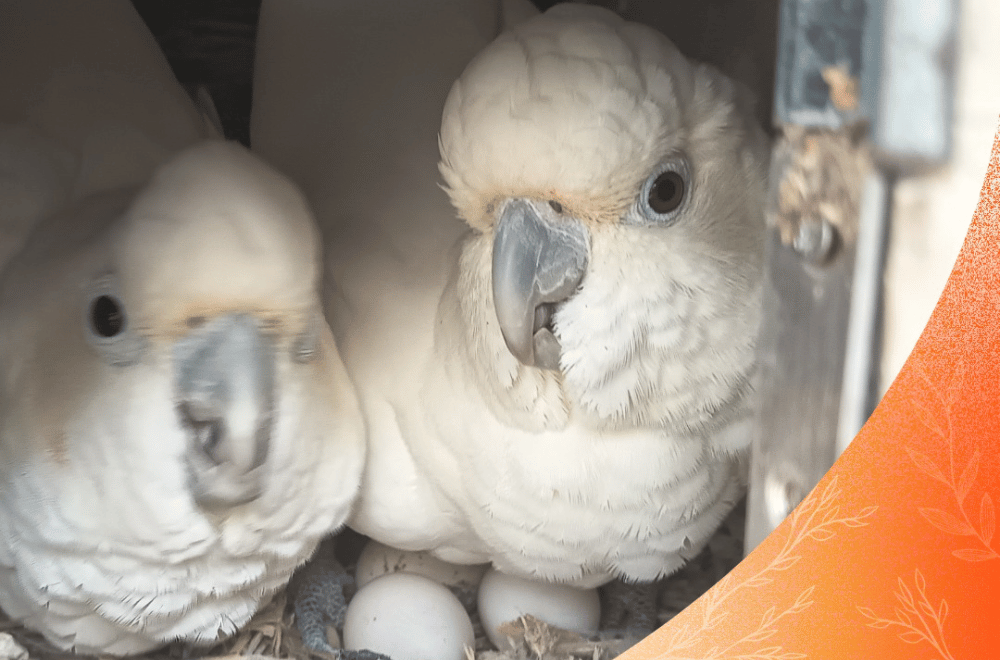 Photo courtesy: Katala Institute for Ecology and Biodiversity Conservation