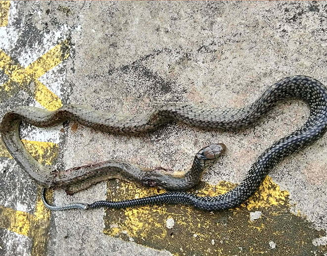 Image courtesy: Leo Alvarez Omamalin