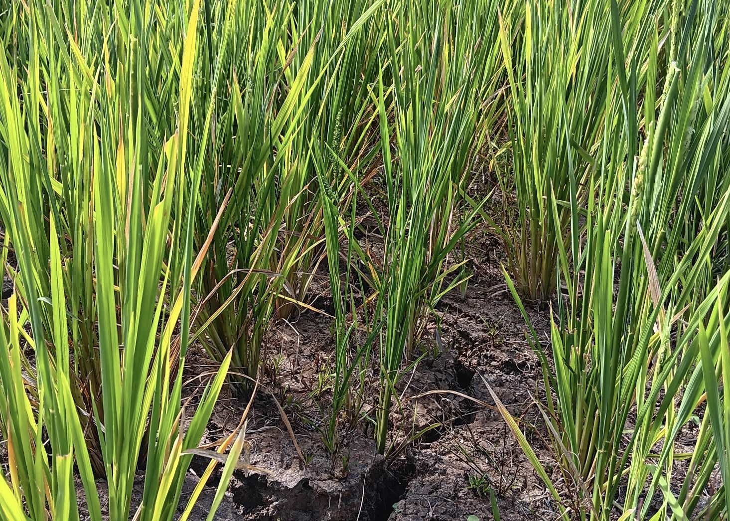 Image via Alan Domingo/GMA Regional TV Balitang Bisdak