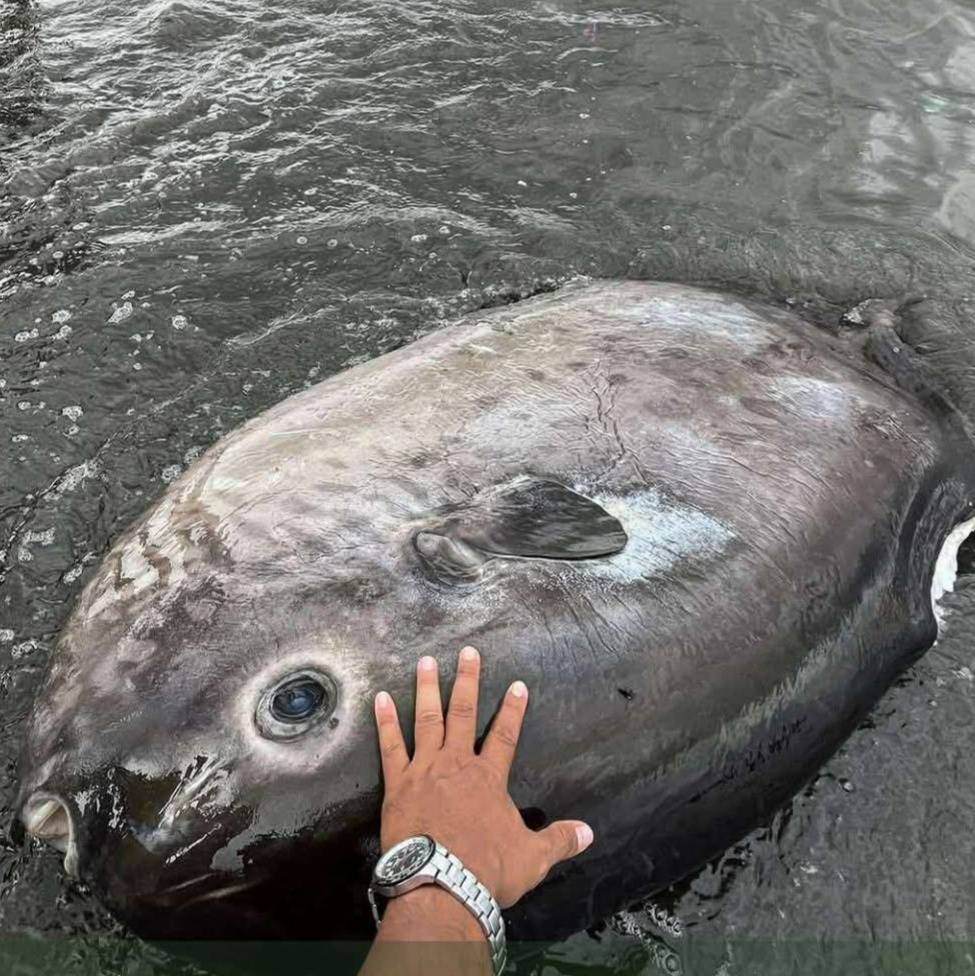 Photo courtesy: LGU Kalibo Agricultural Services Division