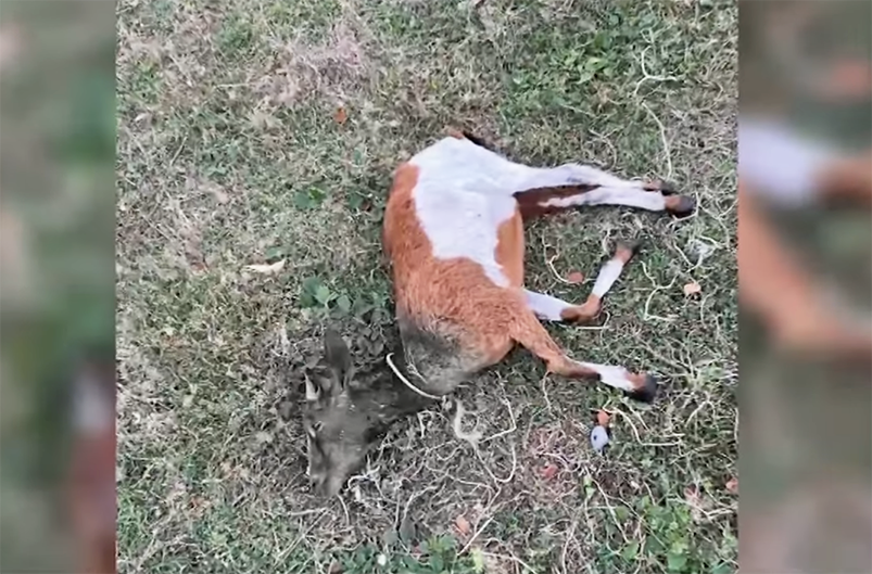 Image from video courtesy of Ramjusraf Grasparil via GMA Regional TV One Western Visayas