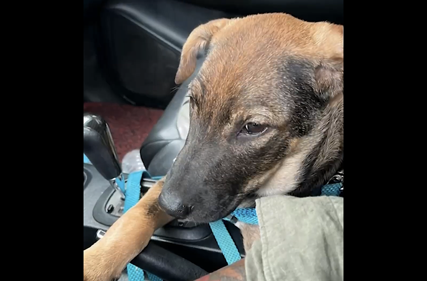 Image via GMA Regional TV One Western Visayas