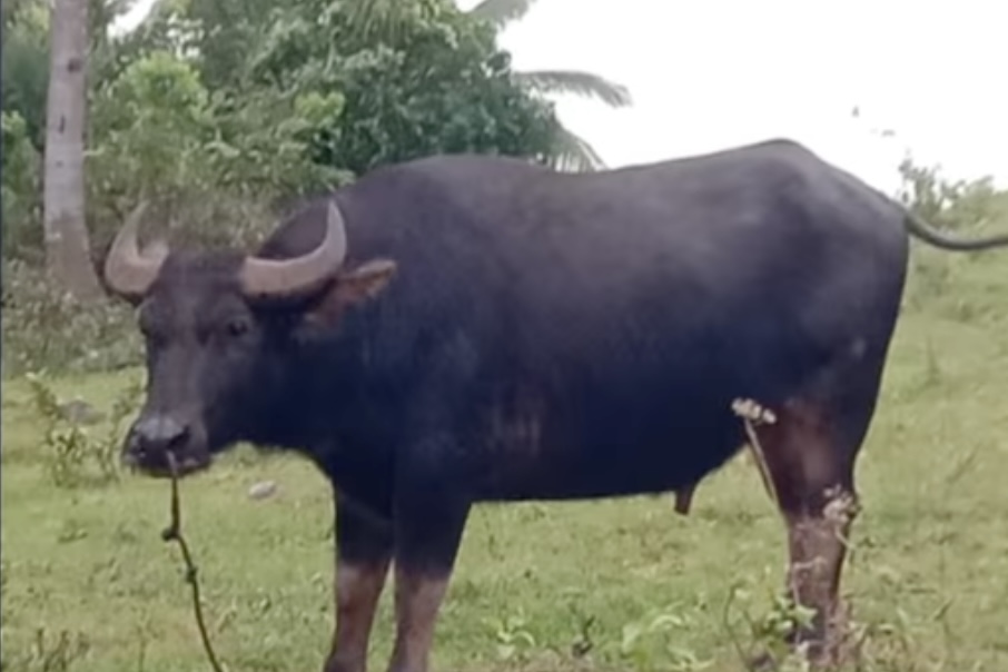 Image via GMA Regional TV Balitang Bisdak