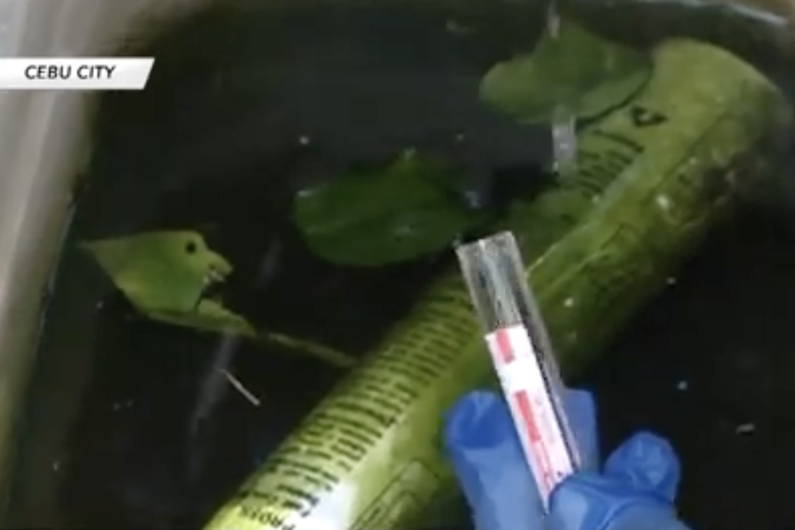 Image via GMA Regional TV Balitang Bisdak