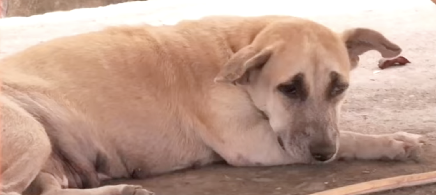 Image via GMA Regional TV Balitang Bisdak