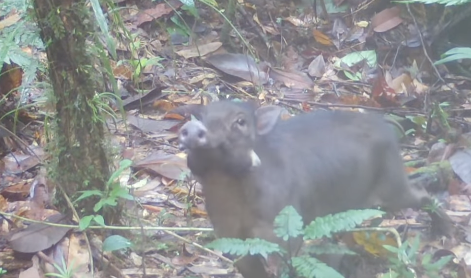 Image from video courtesy of Nel Mar/EDC BINHI