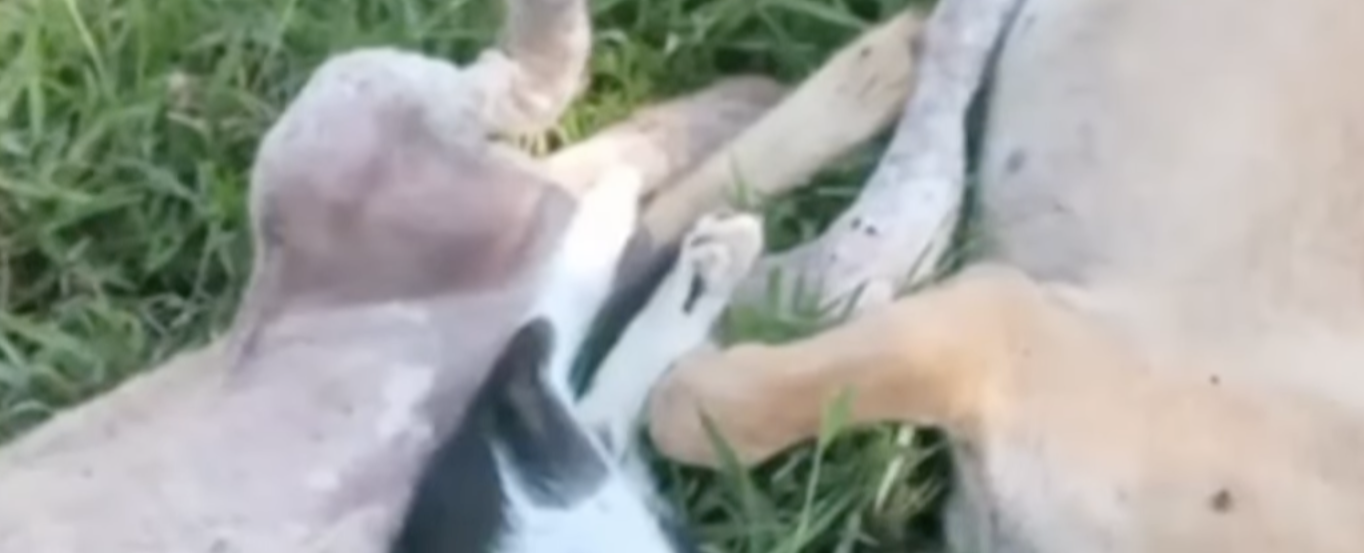 Image from Marriane Bayugan's video