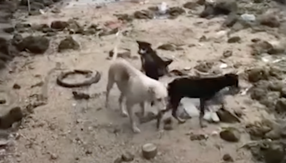 Image from Solo Rescuer's video