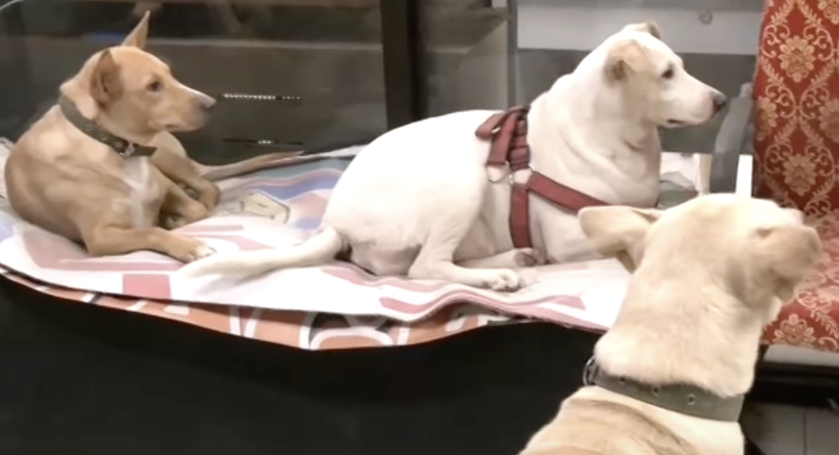 Image via GMA Regional TV Balitang Bisdak