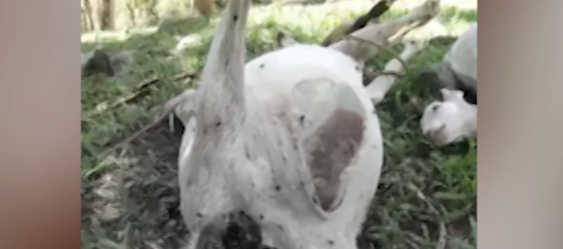 Image courtesy: Jocelyn Cadavid