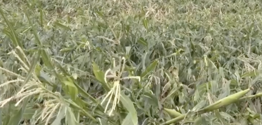 Image via GMA Regional TV Balitang Bisdak