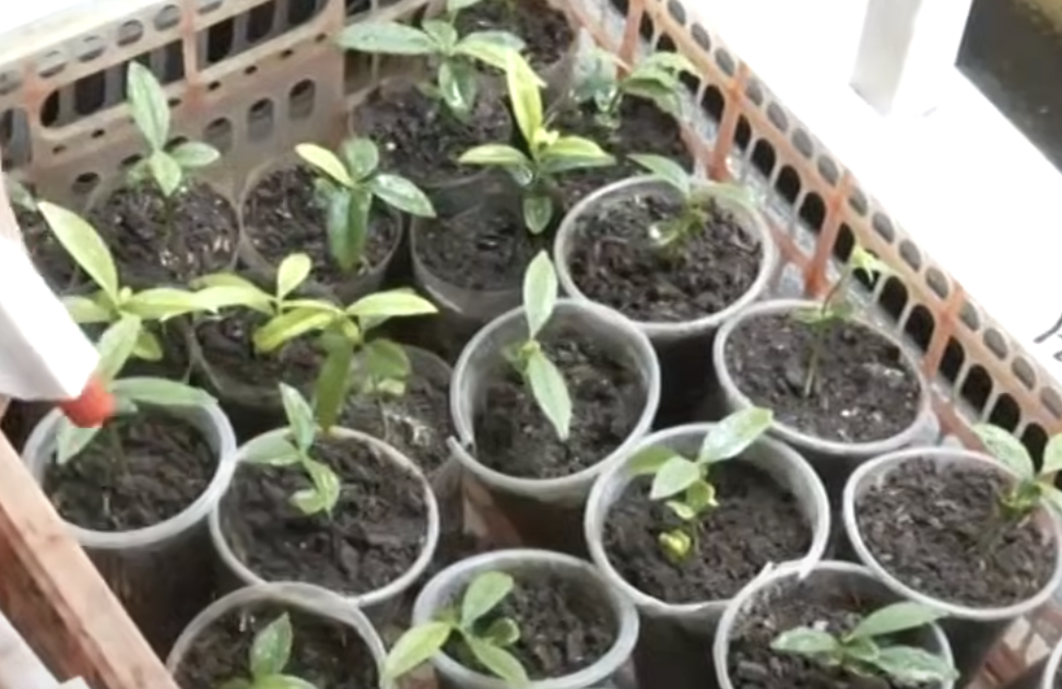 Image via GMA Regional TV Balitang Bisdak