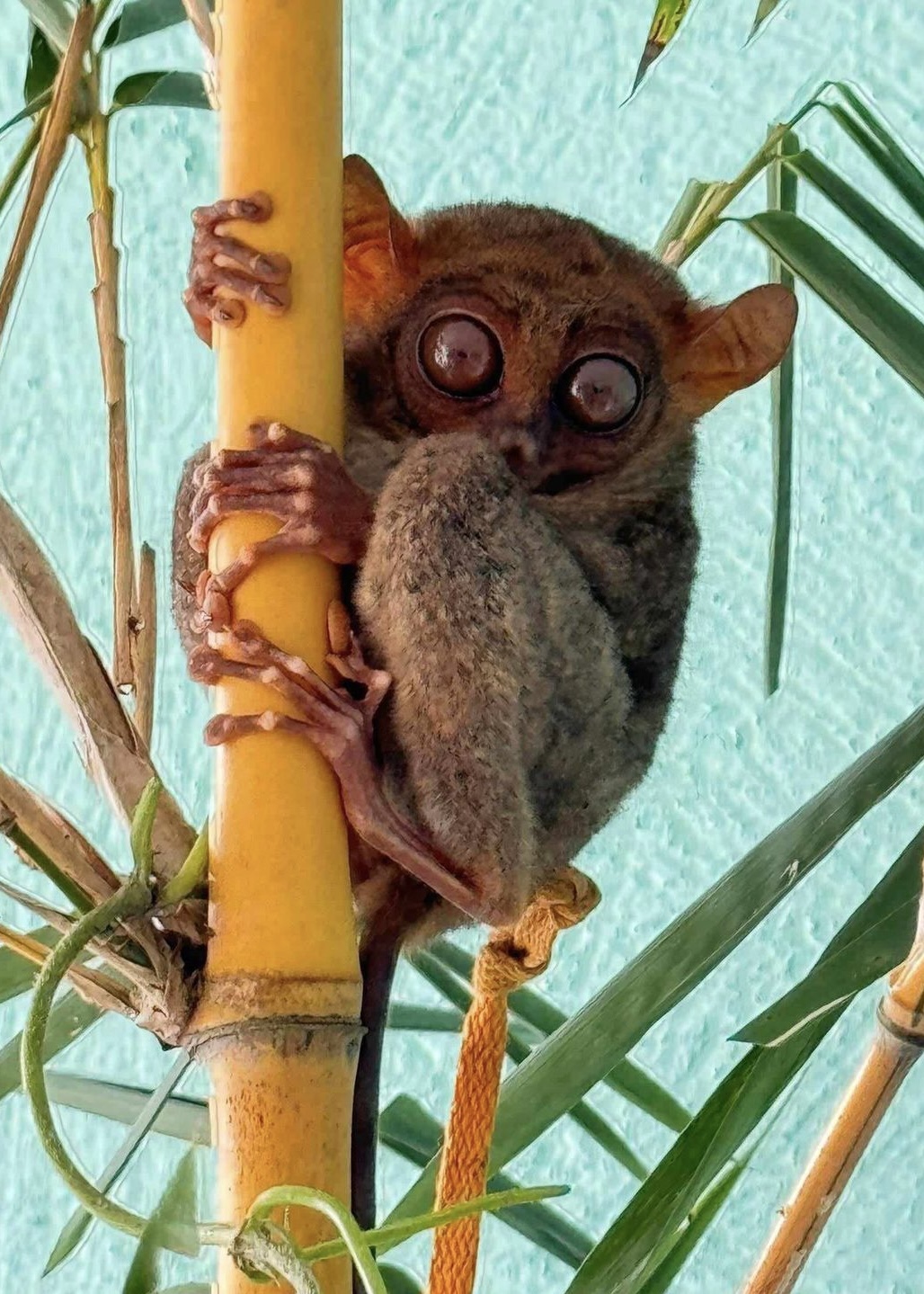 Image courtesy: DENR-9