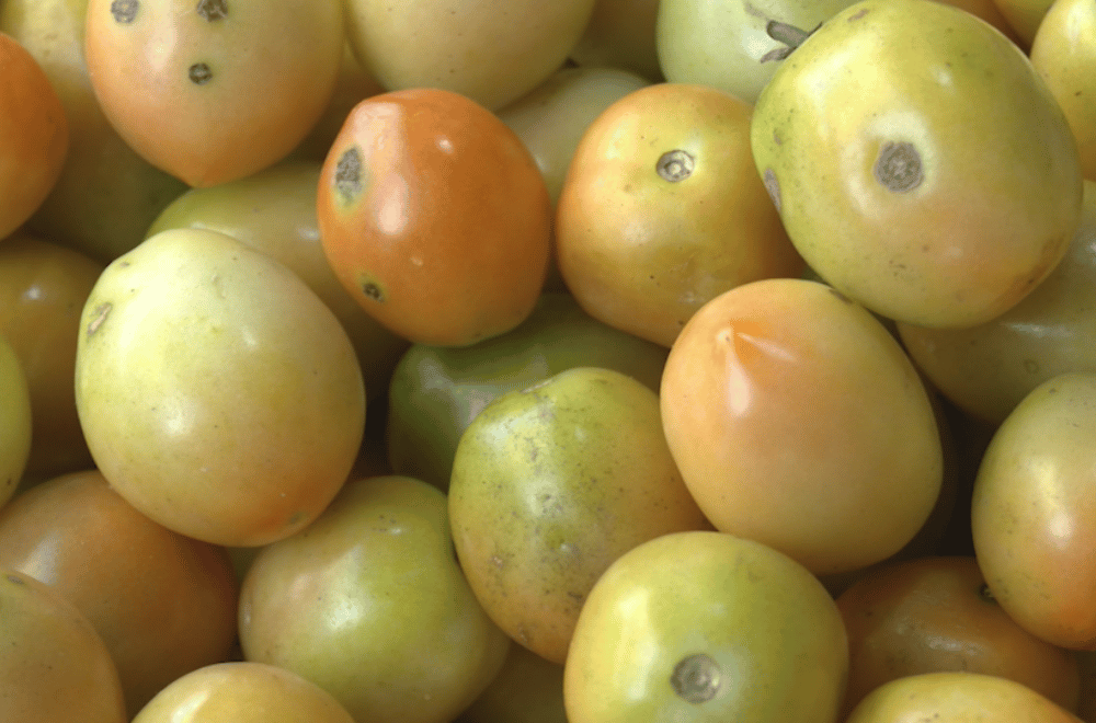 Photo via GMA Regional TV One North Central Luzon