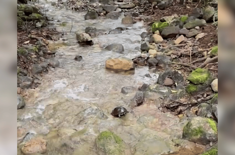 Photo courtesy: DENR-Region 2