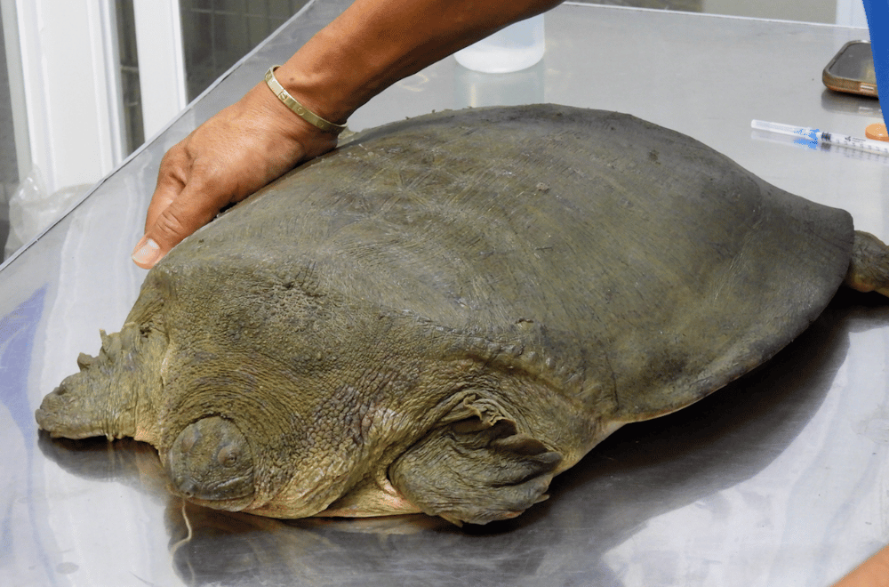 Photo courtesy of CENRO - Calasan, Apayao / Dorothy Callejo Cayaba