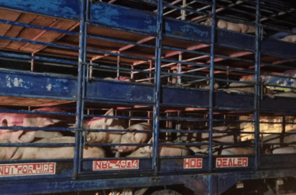 Photo courtesy: Tiaong Police Station