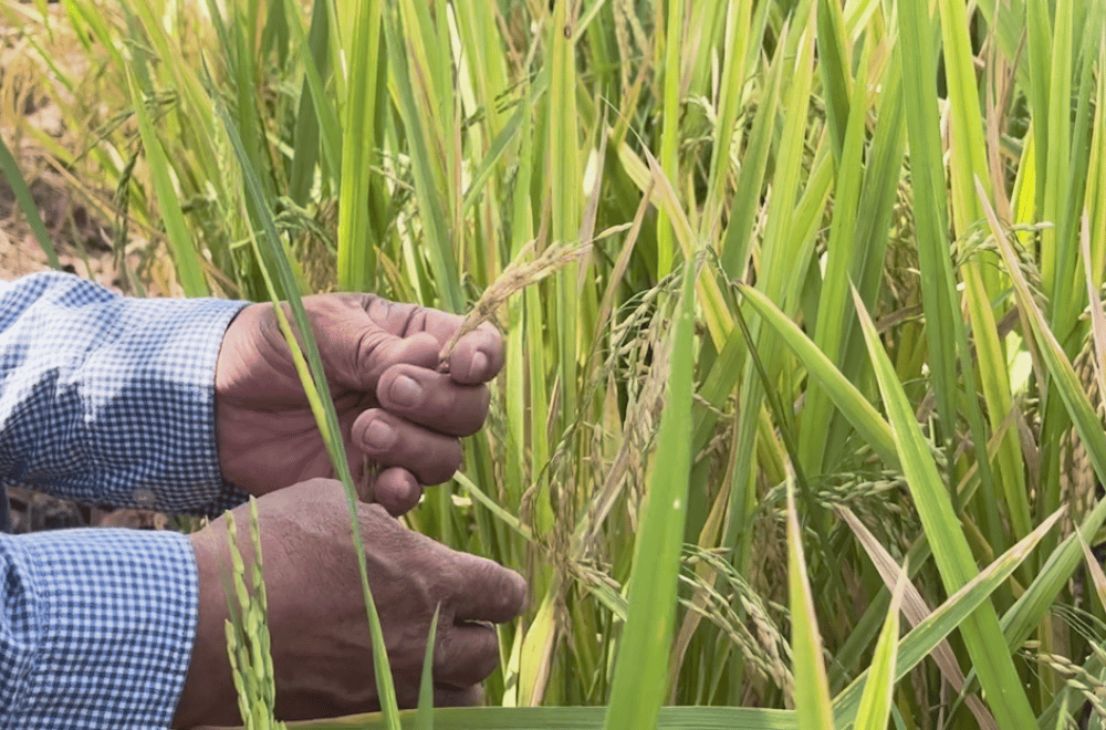 Image via GMA Regional TV One North Central Luzon