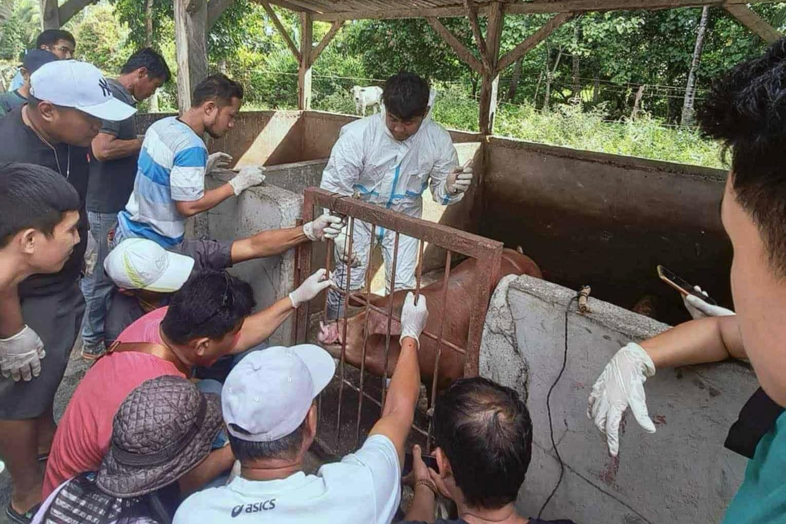 File photo via OPVet-Cotabato