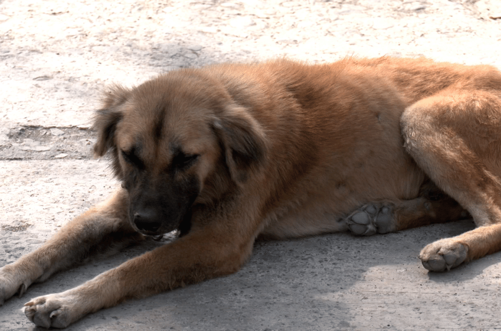 Image via GMA Regional TV One North Central Luzon