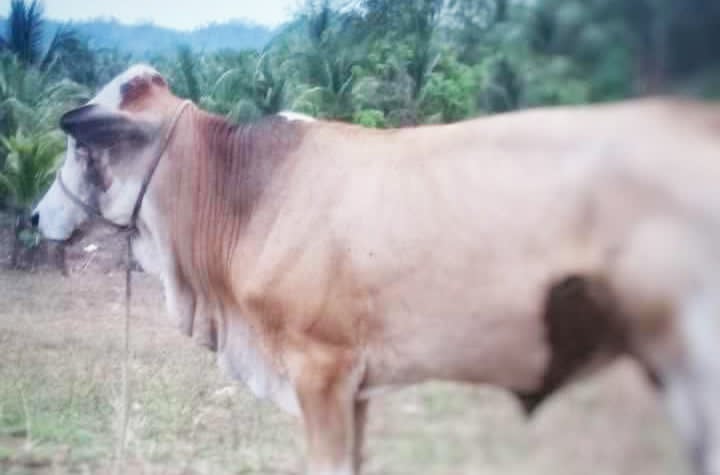 Photo courtesy: Juvie Suico Erana