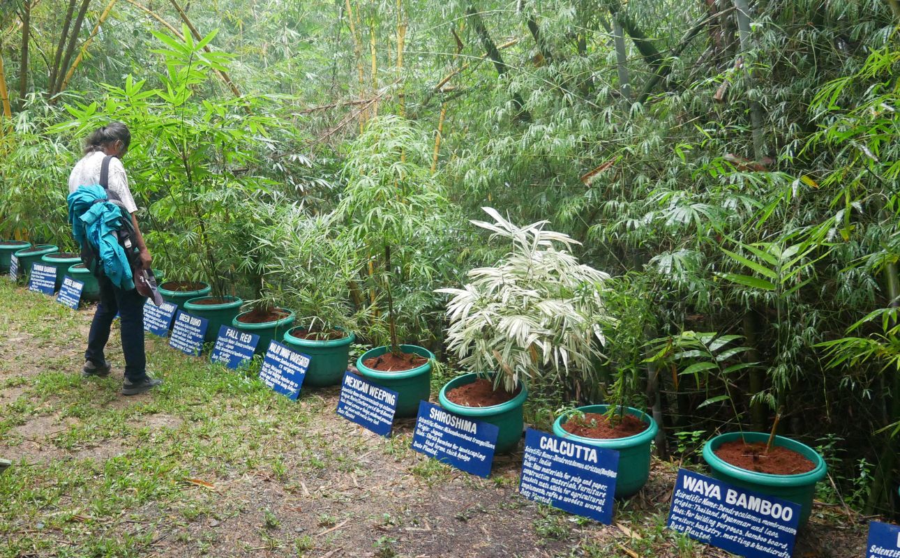 A bamboo enthusiast attends the 2023 edition of "Learn and Earn" | File photo / Bryan Pres
