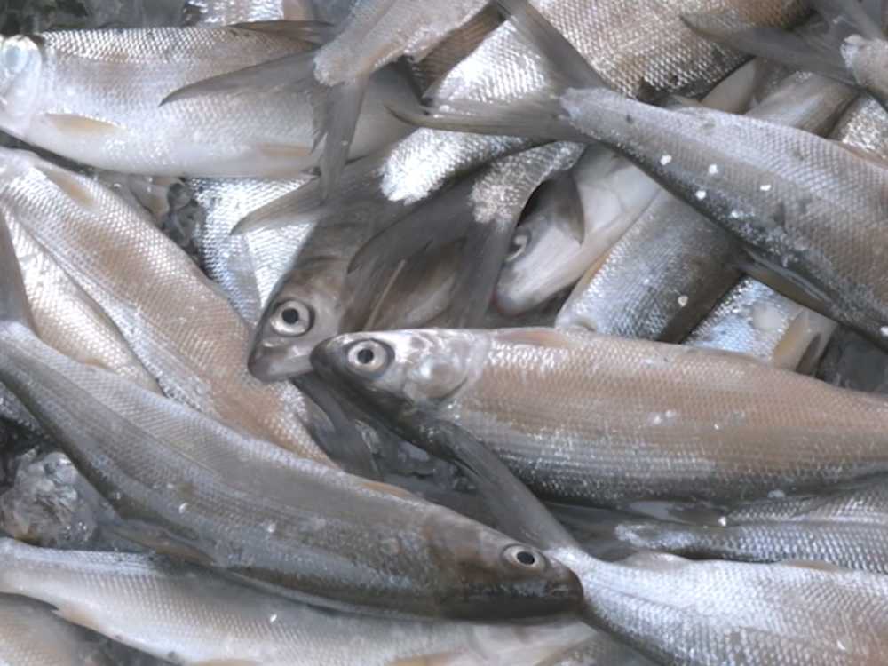 Photo courtesy: Rackie Ferrer