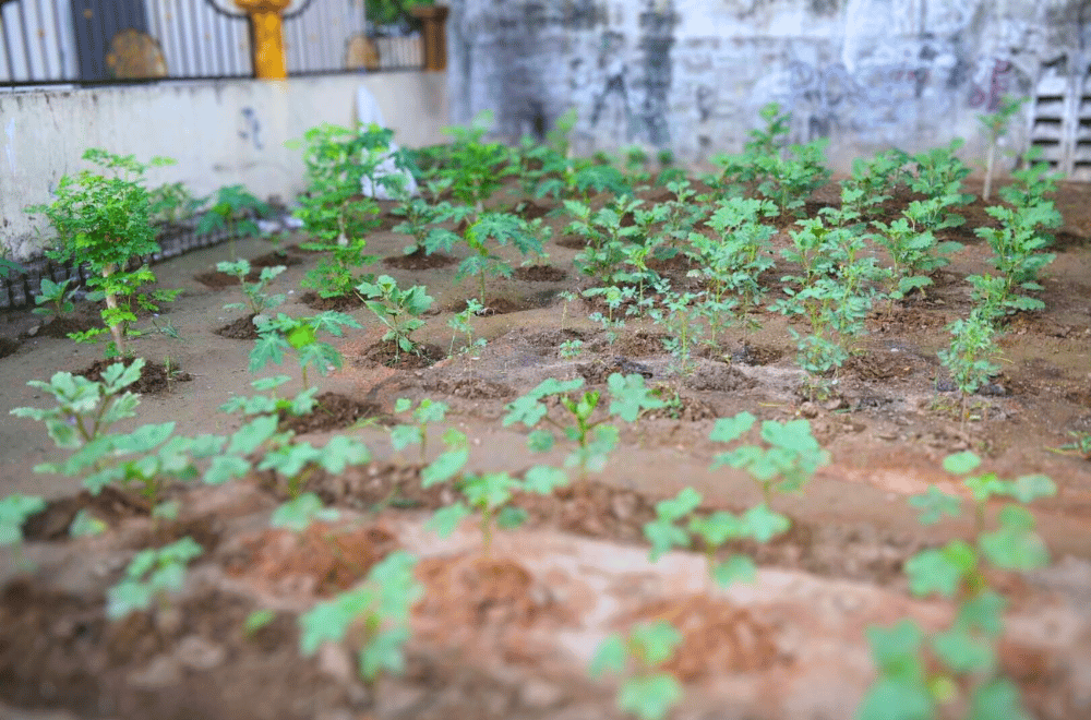 Photo Courtesy: City Government of Dagupan - Information Office