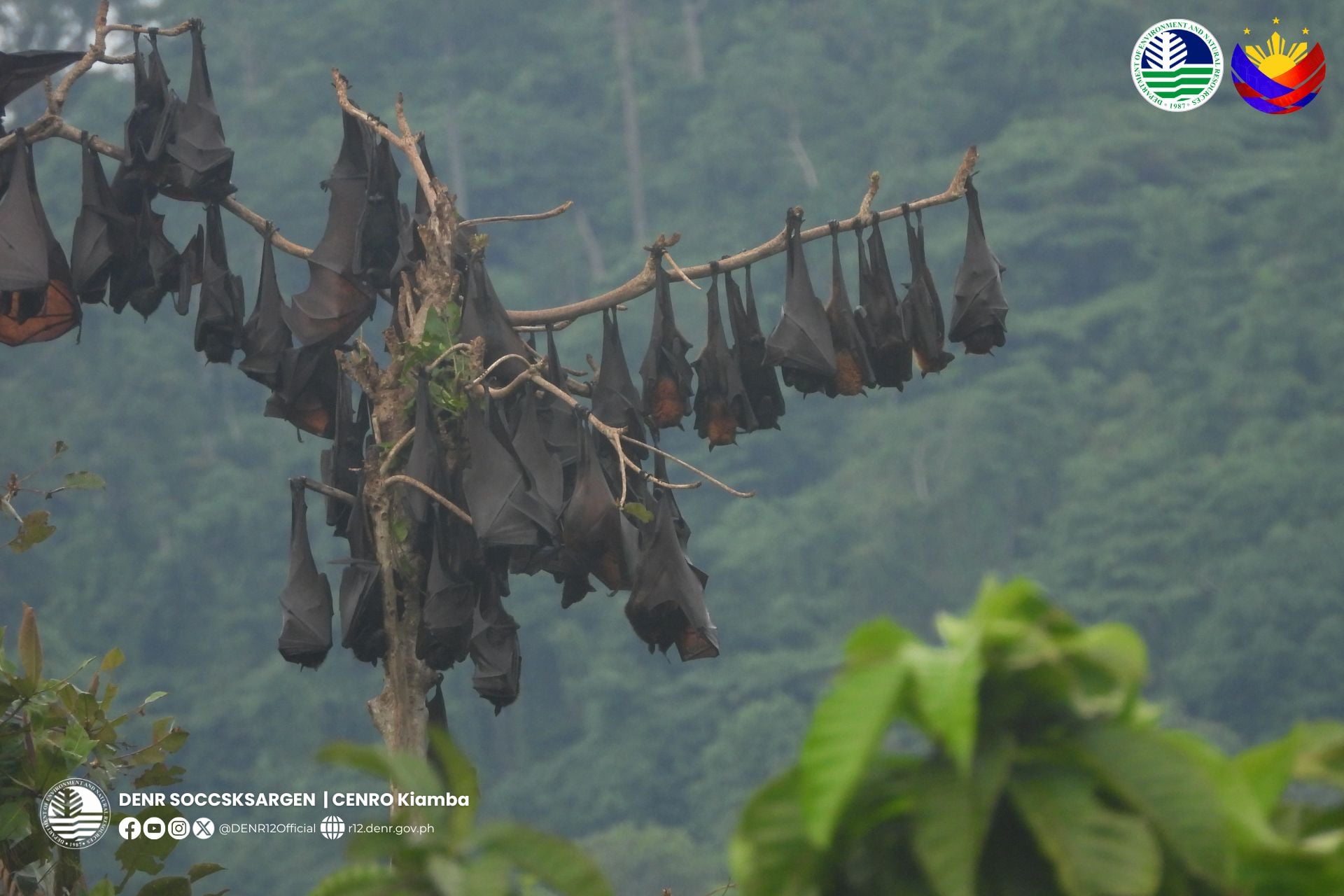 Photo courtesy: DENR-12/CENRO-Kiamba