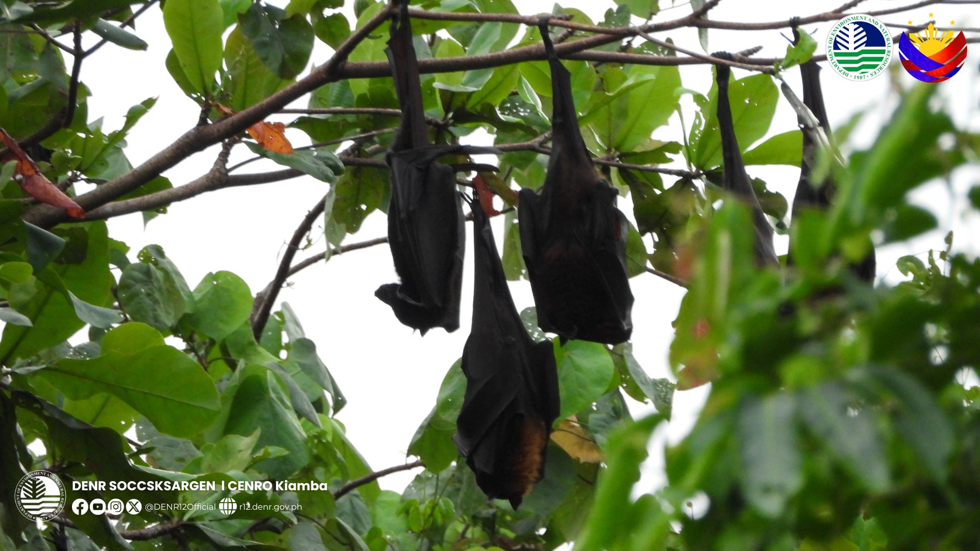 Photo courtesy: DENR-12/CENRO-Kiamba