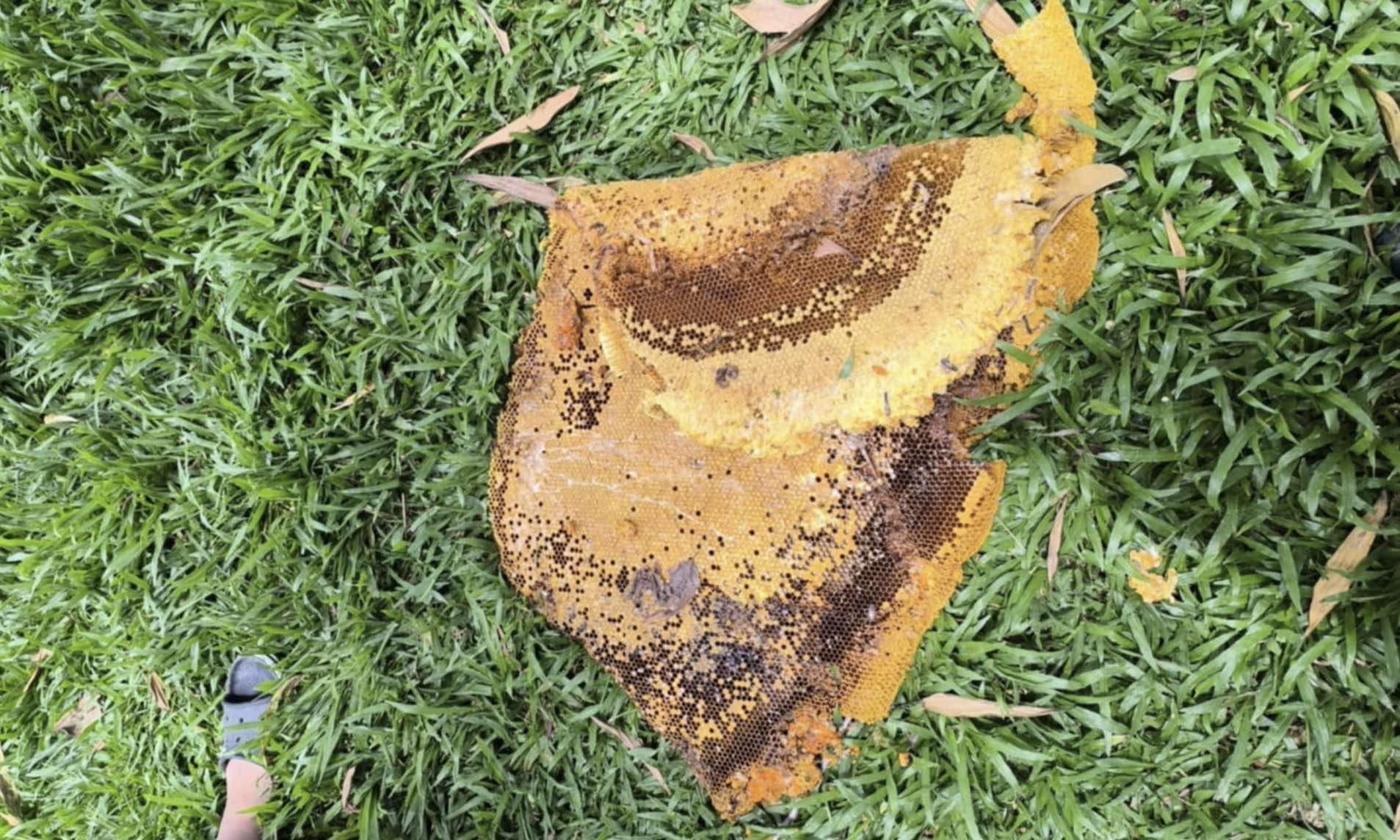 Photo courtesy; LGU Tagum