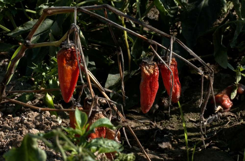 Photo via One North Central Luzon