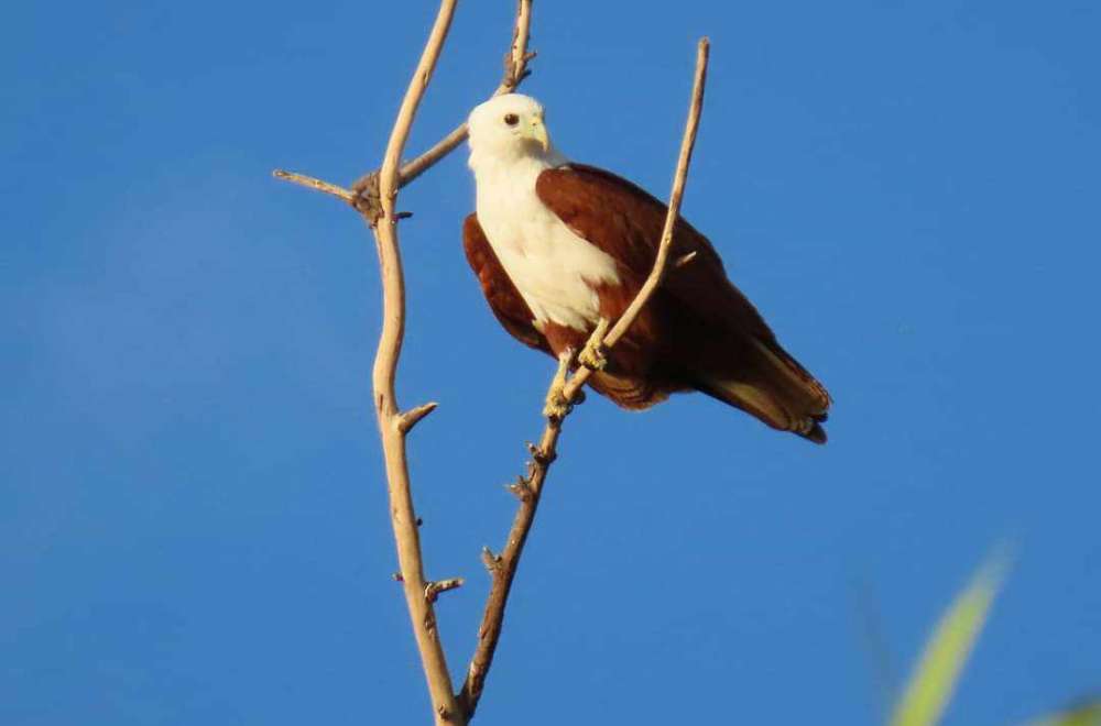 Photo Courtesy: CENRO-Barit