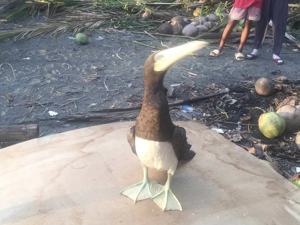 Photo courtesy of DENR CENRO Belison